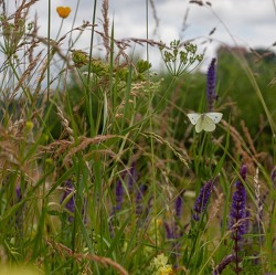 Mehr Biodiversit&auml;t in unseren G&auml;rten!