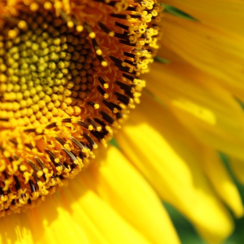 Bl&uuml;ten brauchen Bienen,Bienen brauchen Bl&uuml;ten:Mit & f&uuml;r BienenBiodiversit&auml;t f&ouml;rdern